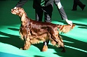 Crufts2011 081